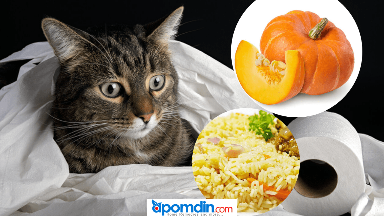 Home Remedies For Diarrhea In Cats