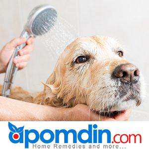 Home remedies for killing fleas on dogs