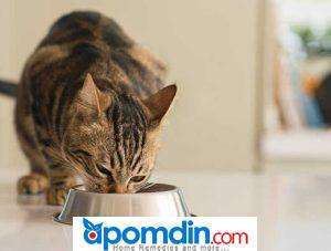 Home remedies for cats vomiting