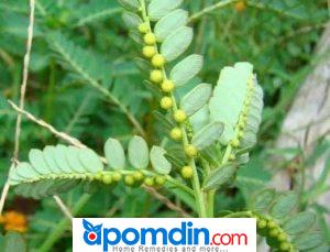 Best Herbal Remedy For Syphilis