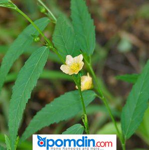 Best Herbal Remedy For Syphilis