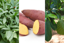 Sweet Potato and Alunguitugui (Soursop) For Treating Cancer
