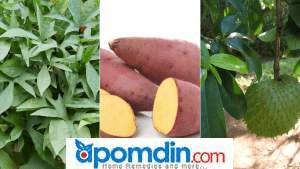 Sweet Potato and Alunguitugui (Soursop) For Treating Cancer