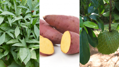 Sweet Potato and Alunguitugui (Soursop) For Treating Cancer