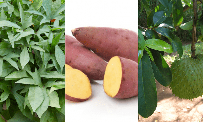 Sweet Potato and Alunguitugui (Soursop) For Treating Cancer